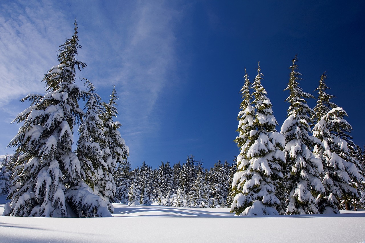 tall snowy trees and a clear blue sky