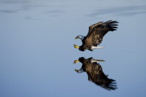 A bald eagle hunting like those in LaPine State Park