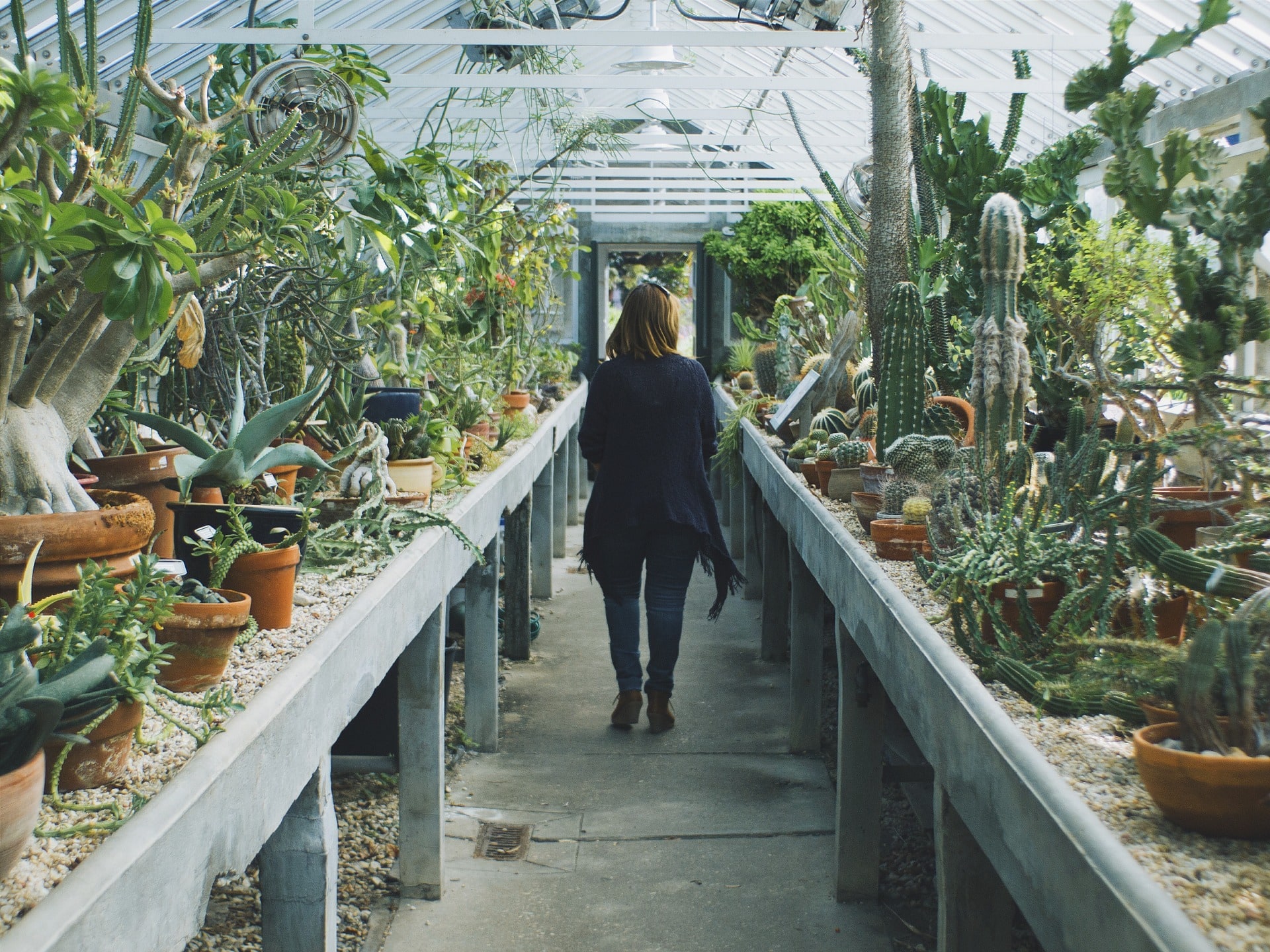 Cacti on display at Moorten Botanical Garden