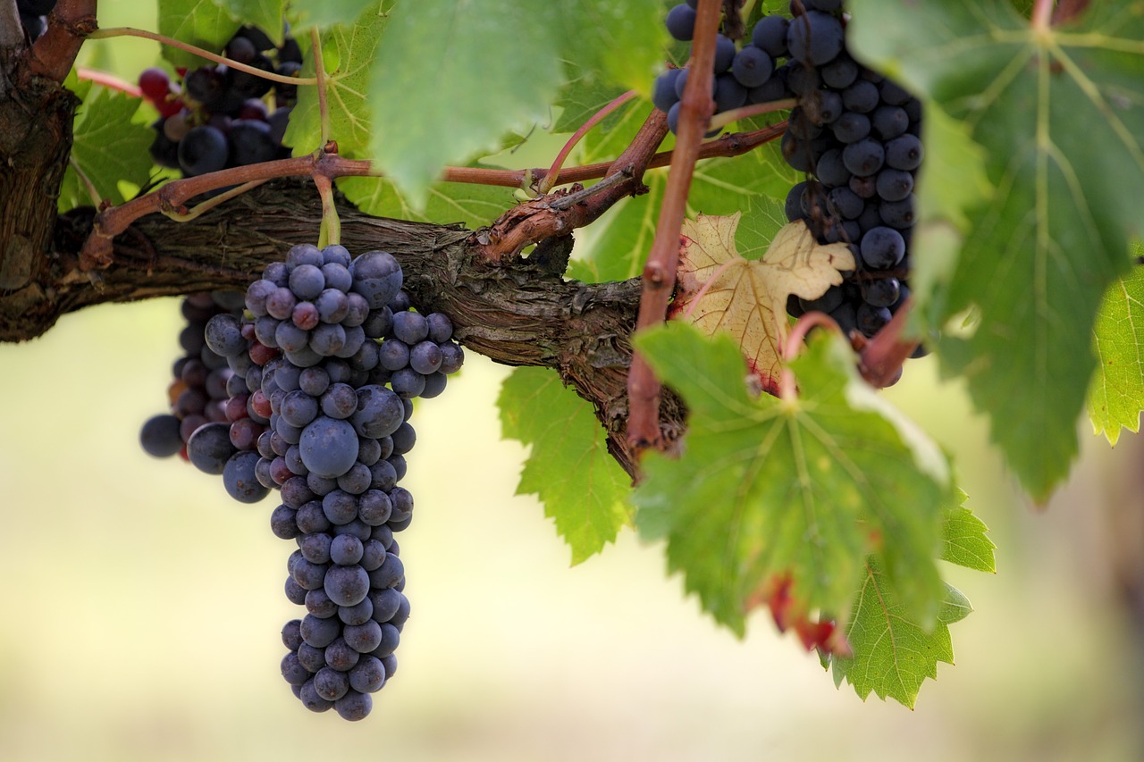 Phelps Creek Vineyards grapes
