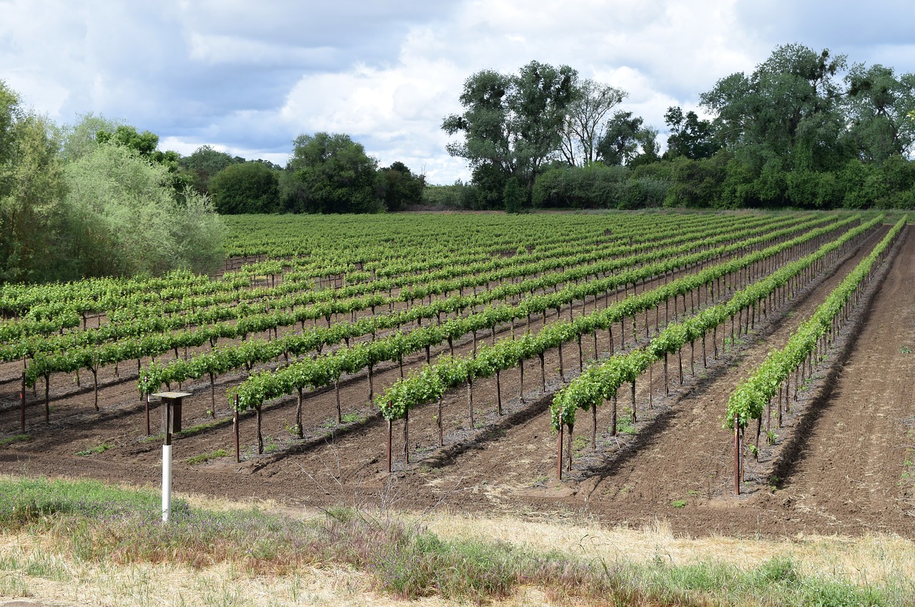 The vineyard at Cathedral Ridge Winery