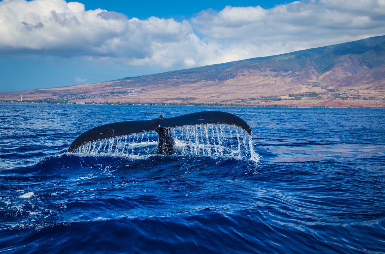 whale watching kauai, kauai excursions