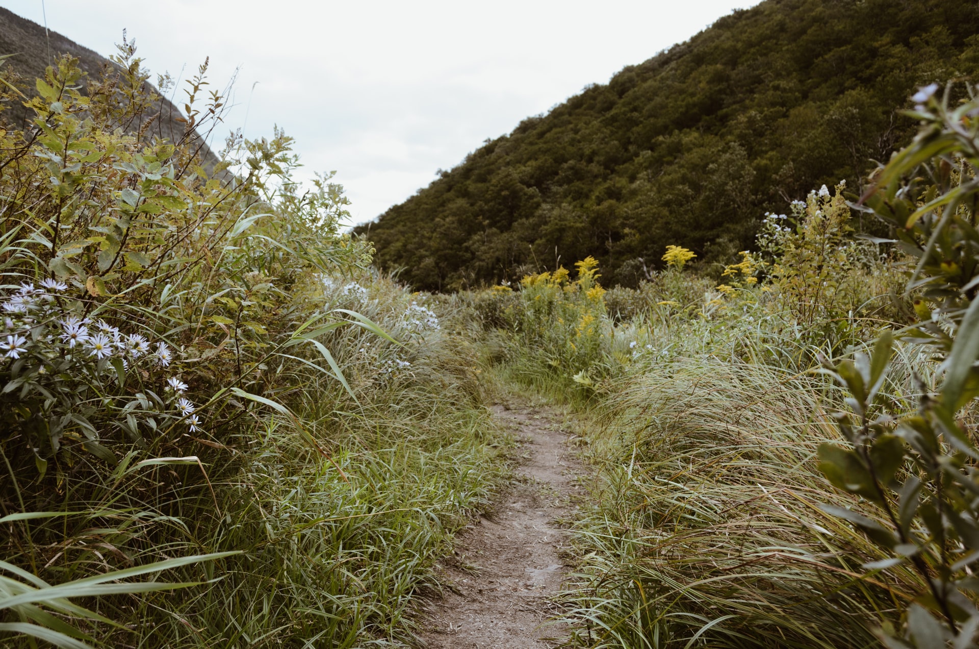 trail along grasses and flowers