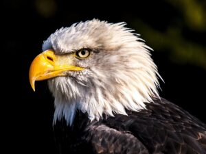 You can see bald eagles when you tour the best Bend Attractions