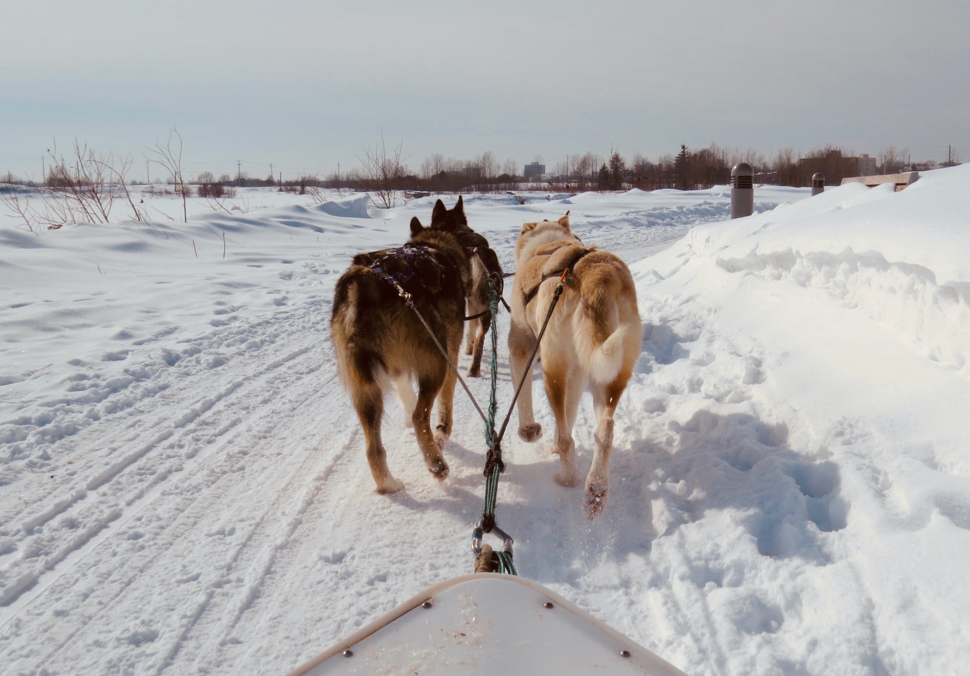 husky dogs pulling a sled